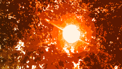 Autumn summer nature