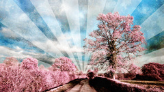 Autumn sweet high Resolution