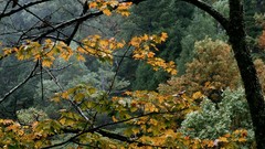 Autumn Tennessee great smoky mountains