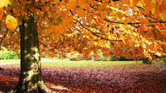 Autumn tree fall nature