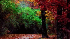 Autumn Trees landscape forest