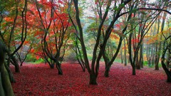 Autumn United Kingdom