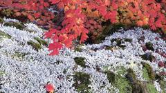 Autumn vine maple and