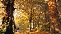 Autumn yellow forests