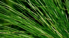 Awesome Green grass nature