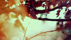 Awesome nature tree leaf