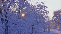 Awesome nature winter forest