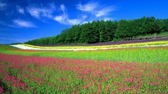 Awesome rainbow field colorful