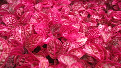 Awesome red Plants Flowers