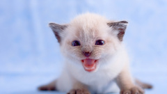 Baby animals cats Animals