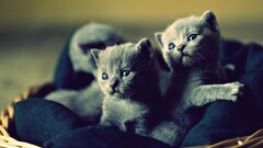 baby animals cats Animals Mammals