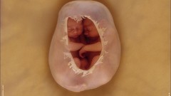 Baby Anne Geddes children