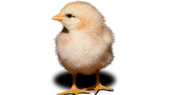 Baby birds Birds Chickens