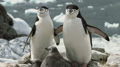 Baby birds Penguins Chinstrap