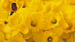 Baby daffodils Anne Geddes