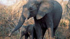 Baby elephant baby animals