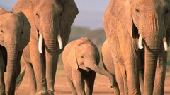 Baby elephant baby animals