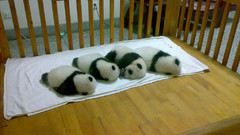 Baby panda bears