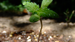 Baby Plant Flowers flower