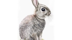 Baby rabbits Jenny artwork