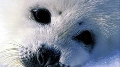 Baby seal Animals