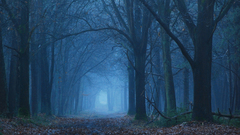 Back related high Resolution