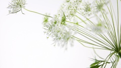 Background white flower