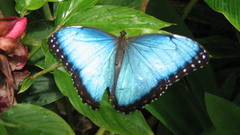 Backgrounds please insect butterfly