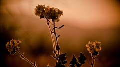 Backlit blossoms Maybe not
