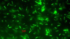 Bacteria microscopic fluorite