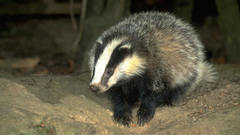 Badgers