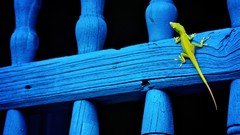Balcony Reptiles national geographic lizards