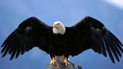 Bald American bald eagles