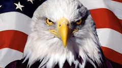 Bald eagles American Flag