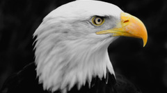 Bald eagles Birds wildlife