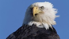 Bald eagles stare
