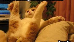 Balls cats Japan funny