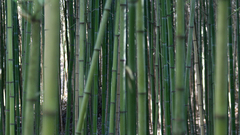 Bamboo