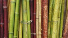 Bamboo