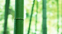 Bamboo