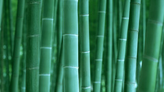 Bamboo