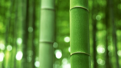 Bamboo