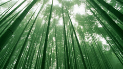 Bamboo