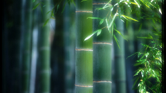 Bamboo