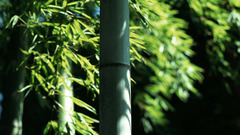 Bamboo