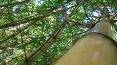Bamboo