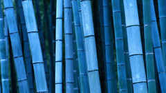 Bamboo
