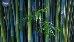 Bamboo