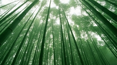 Bamboo