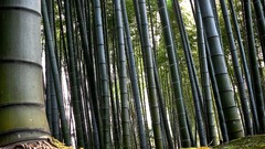 Bamboo
